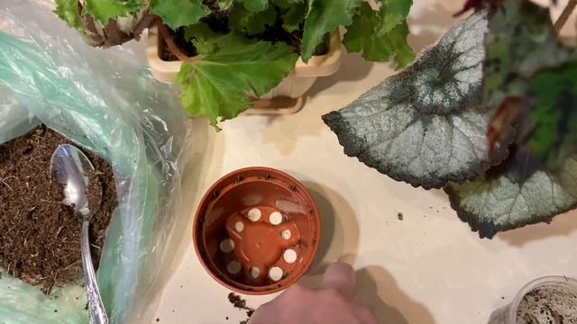 Бегония Sea Urchin. Новое растение в моей коллекции. смотреть онлайн