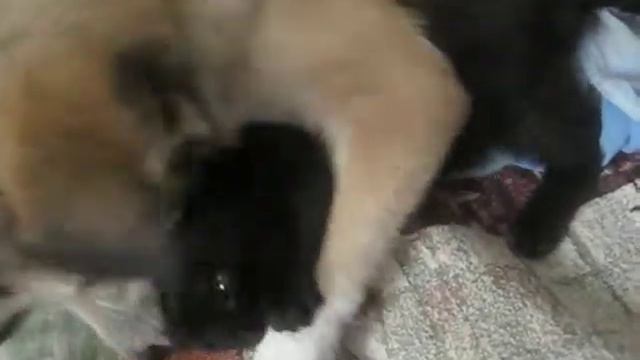 собачья любовь смотреть онлайн