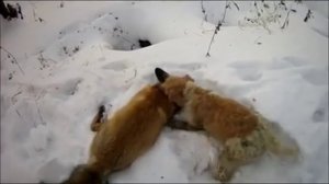 Охота на лису с фокстерьером