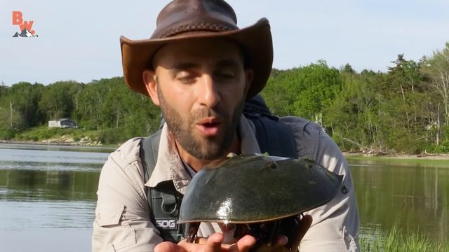 Do Horseshoe Crabs STING?!