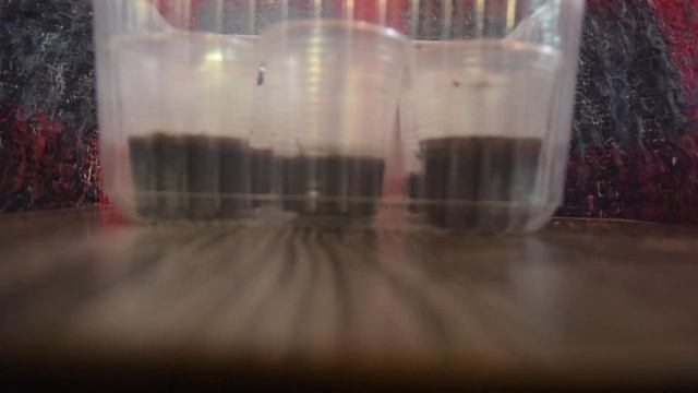 семена аквариумных растений с алиэкспрес. смотреть онлайн