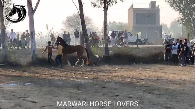 ?#FARIDKOT #HORSE RACE (FLAT RACE) 2021-14-FEB смотреть онлайн