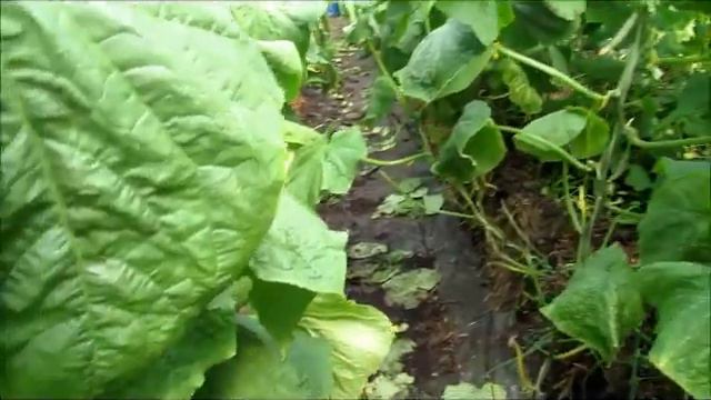 Выращивание огурца на соломенных тюках  ...   без комментариев.   4 часть