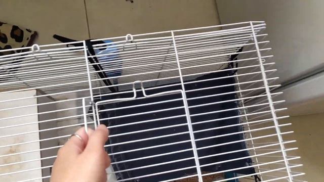 УТРО С КРЫСОЙ И УЛИТКОЙ смотреть онлайн