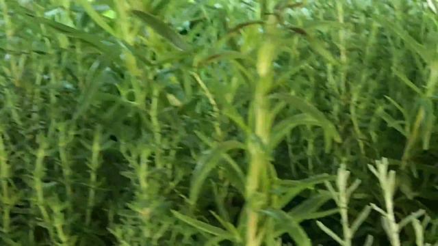 Herbs: Origanum, Helichrysum, Thymus, Rosmarinum смотреть онлайн