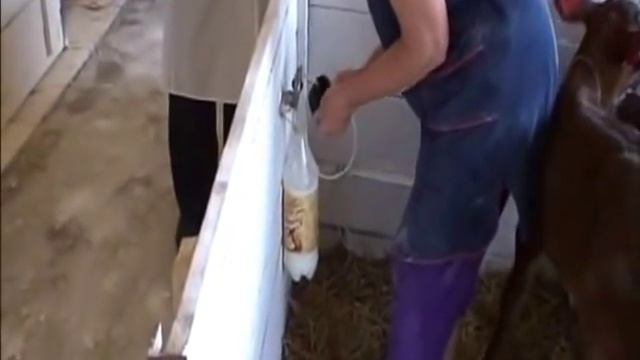 Новая технология выпойки телят, позволяющая сохранить поголовье на 100%. смотреть онлайн