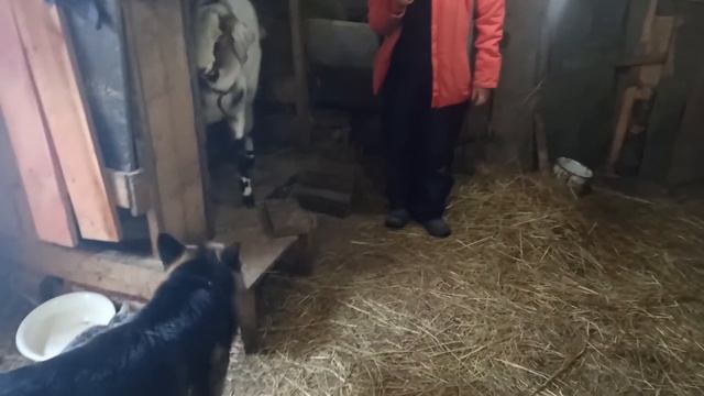 Наши планы по хозяйству! Гуси занеслись! Как дела у наших коз?! смотреть онлайн