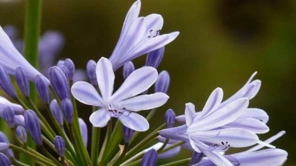 Agapanthus (HD1080p)