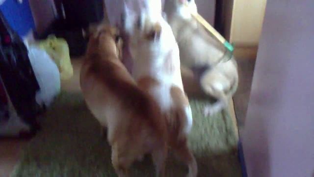 Squeaker the dog enjoys having her back scratched смотреть онлайн