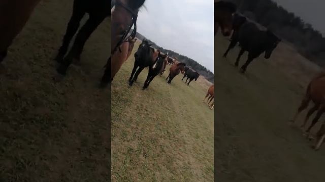 табунное коневодство! смотреть онлайн