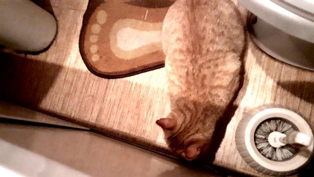 Кот спасатель ? смотреть онлайн