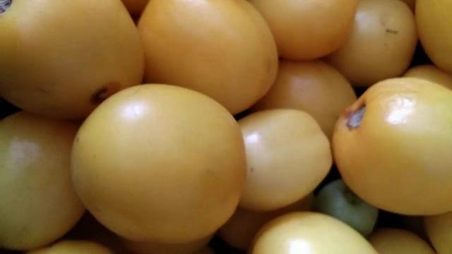 Обзор некоторых сортов томата, пользующихся популярностью у садоводов смотреть онлайн