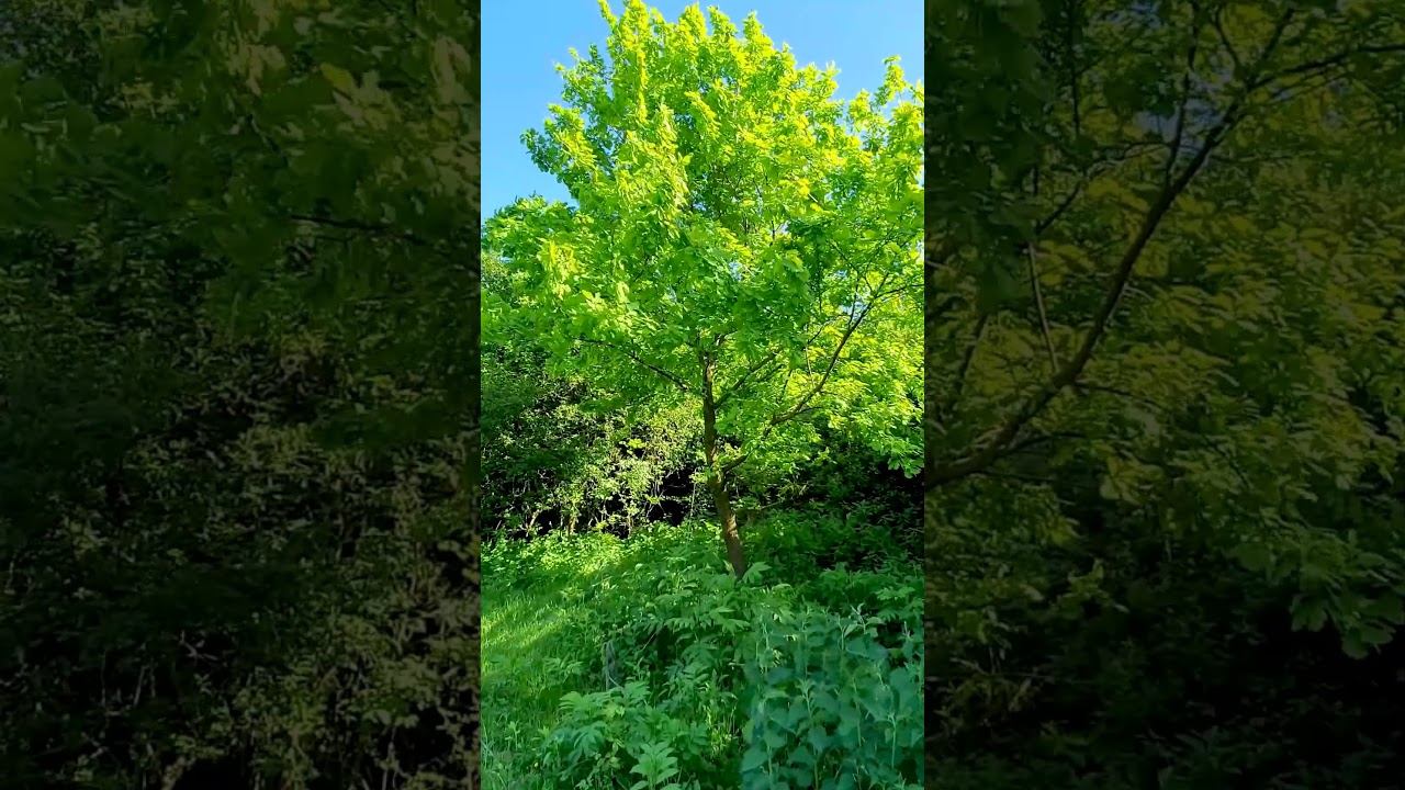 Wonderful Spring Forest смотреть онлайн