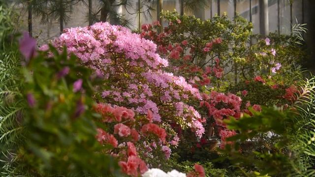 Цветущие азалии. Цветение азалий в Ботаническом Саду. смотреть онлайн