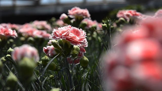 The Fragrant Dianthus Coral Reef at WaysideGardens.com смотреть онлайн