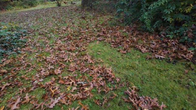 My Action 4 & Instamic blow... leaves. смотреть онлайн