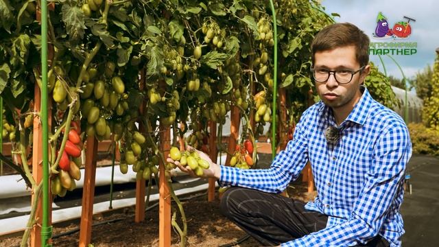 НОВИНКА 2021! КОКТЕЙЛЬНЫЙ ТОМАТ АЛЬФОНС F1 смотреть онлайн