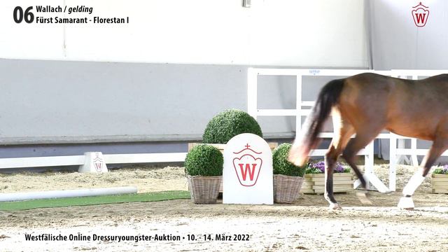 Dressuryoungster-Auktion Lot 6 Fabrice Wallach v. Fürst Samarant - Florestan I смотреть онлайн