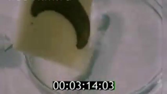 #ссср #природа #нефть #россия Уберечь природу от нефтепродуктов, исторические кадры СССР смотреть онлайн