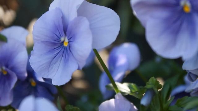 ?ОЧЕНЬ НЕЖНАЯ МЕЛОДИЯ И КРАСИВЫЕ ЦВЕТЫ?