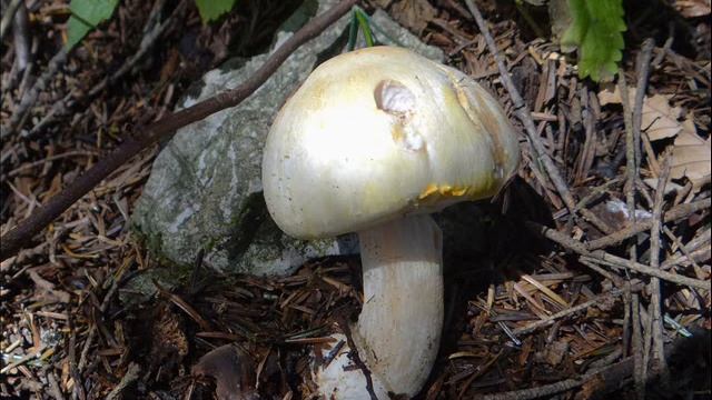 Agaricus arvensis смотреть онлайн