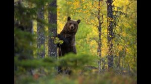 Пробуждение медведя