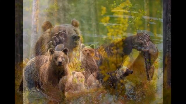 Мое слайд-шоу Бурые медведи смотреть онлайн