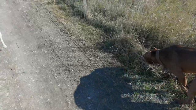 Легкая прогулка / Питодети / На поводке без натяжения смотреть онлайн