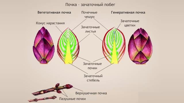Побег. Биология смотреть онлайн