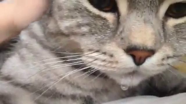 Капающий кот смотреть онлайн