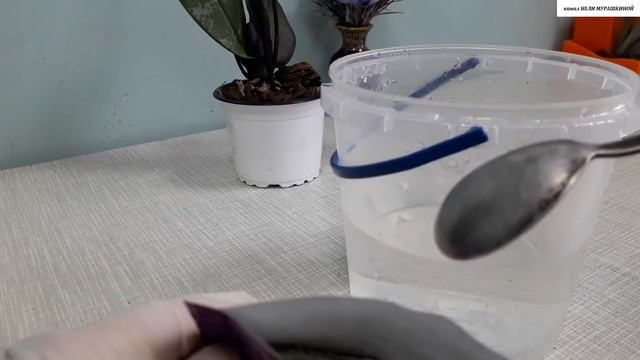 Загнивание корней у ОРХИДЕИ. Внешние признаки. Пересадка и профилактическое лечение. смотреть онлайн