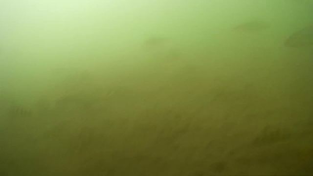 подводный мир река Баргузин. Рыбалка Бурятия Улан-Удэ. Байкал. смотреть онлайн