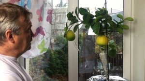 Лимон пандероза. Присмотритесь, как замечательно он может смотреться на вашем подоконнике ;)