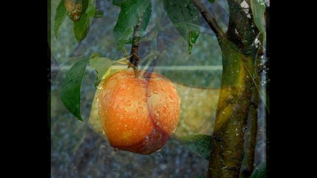 Ах -эти плодовые деревья ! Абхазия ! Мое слайд-шоу смотреть онлайн