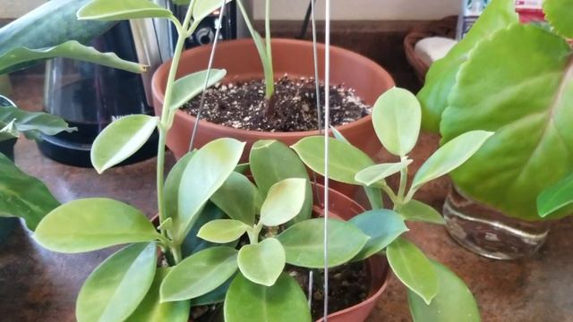 BIG Plant Haul!! смотреть онлайн