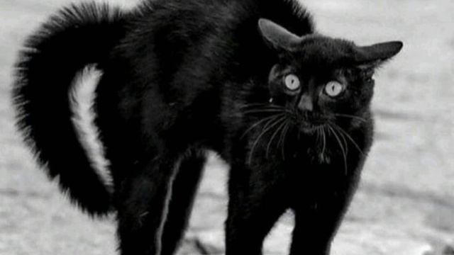 " ЧЁРНЫЙ КОТ " смотреть онлайн