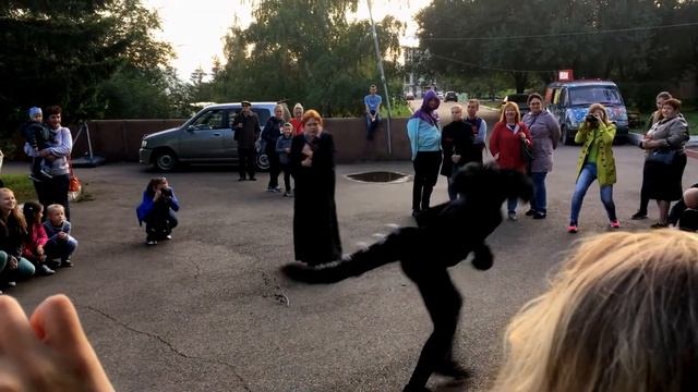 Фантастические звери и места их обитания смотреть онлайн