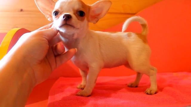 Красивая куколка чихуахуа продается. Girl chihuahua for sale смотреть онлайн