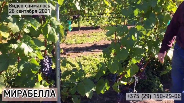 МИРАБЕЛЛА - испытание новой мягкосемянной гибридной формы Щенникова О.Н. (Беларусь, 2021) смотреть онлайн