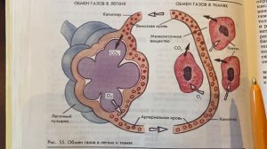 Биология/9/Батуев/Тема 26:Газообмен в легких и тканях/18.01.24 10:10