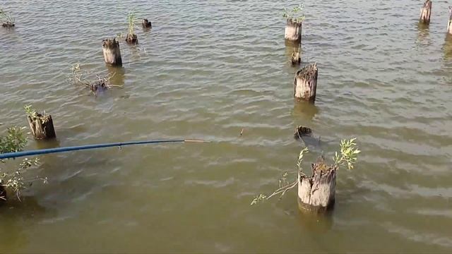 Ловля окуня на живца. Бешеный клёв! смотреть онлайн