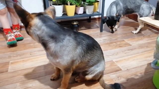 Кормим Собак ! Обзор Что из овощей лучше едят собаки смотреть онлайн