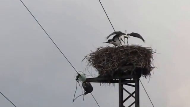 Танцующие аисты в Измаиле 5.07.15 г. смотреть онлайн