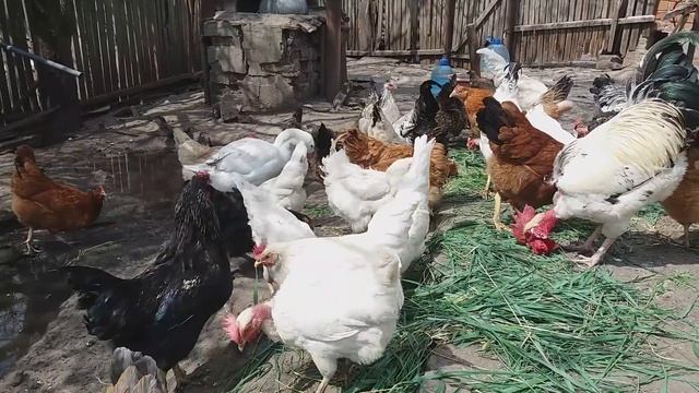 ГУСЫНЯ КОТОРАЯ ЖИВЕТ С КУРАМИ // ПОЧЕМУ НЕ ВЫПУСКАЮ К ГУСЯМ?? смотреть онлайн