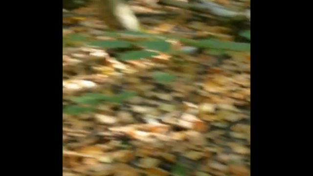 Белолакай Мерлин Монро. Август 2013 года.Брянск. смотреть онлайн