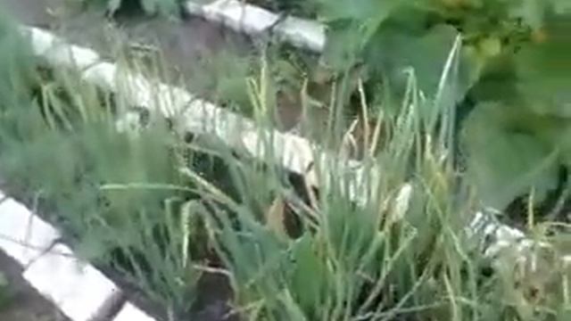 Собираю семена лука БАТУНА. 15.07.2018г. смотреть онлайн