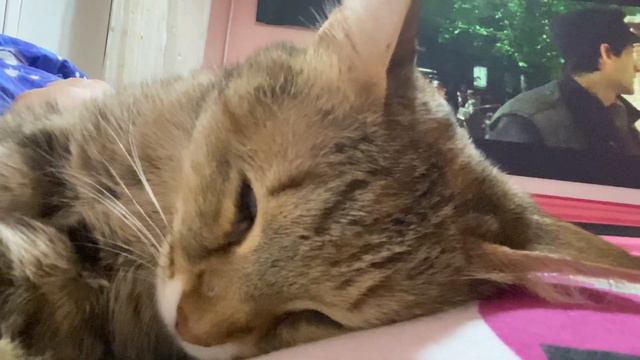 Кошке что-то снится смотреть онлайн