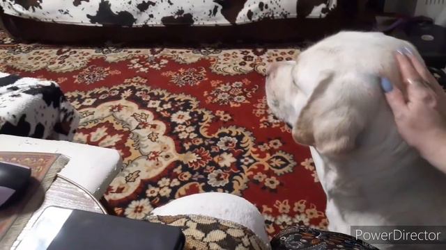 Реву как корова 🐄 Мартюшка🐕 примеряет одежду и меня успокаивает, ВСЯ КА ФИГНЯ В ГОЛОВУ ЛЕЗЕТ смотреть онлайн