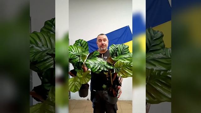 Редкая и экзотическа Калатея Фасциата, цена 500 гривен! смотреть онлайн