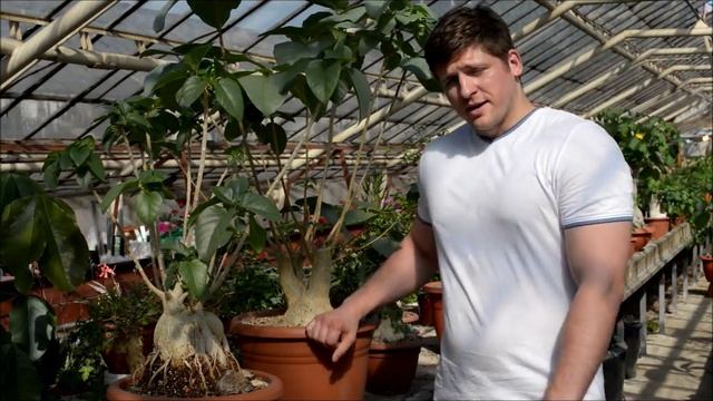 Каудексные Фикусы палмера и петиоларис